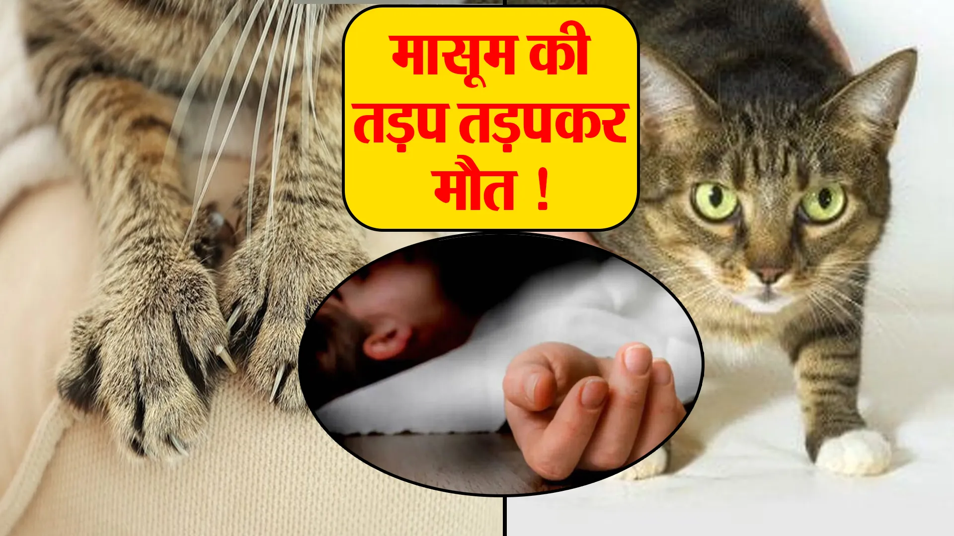 Bareilly: रैबीज का शिकार...बिल्ली ने मारा पंजा मारा था ! अब मामूली खरोंच ने ली पांच साल के मासूम की जान