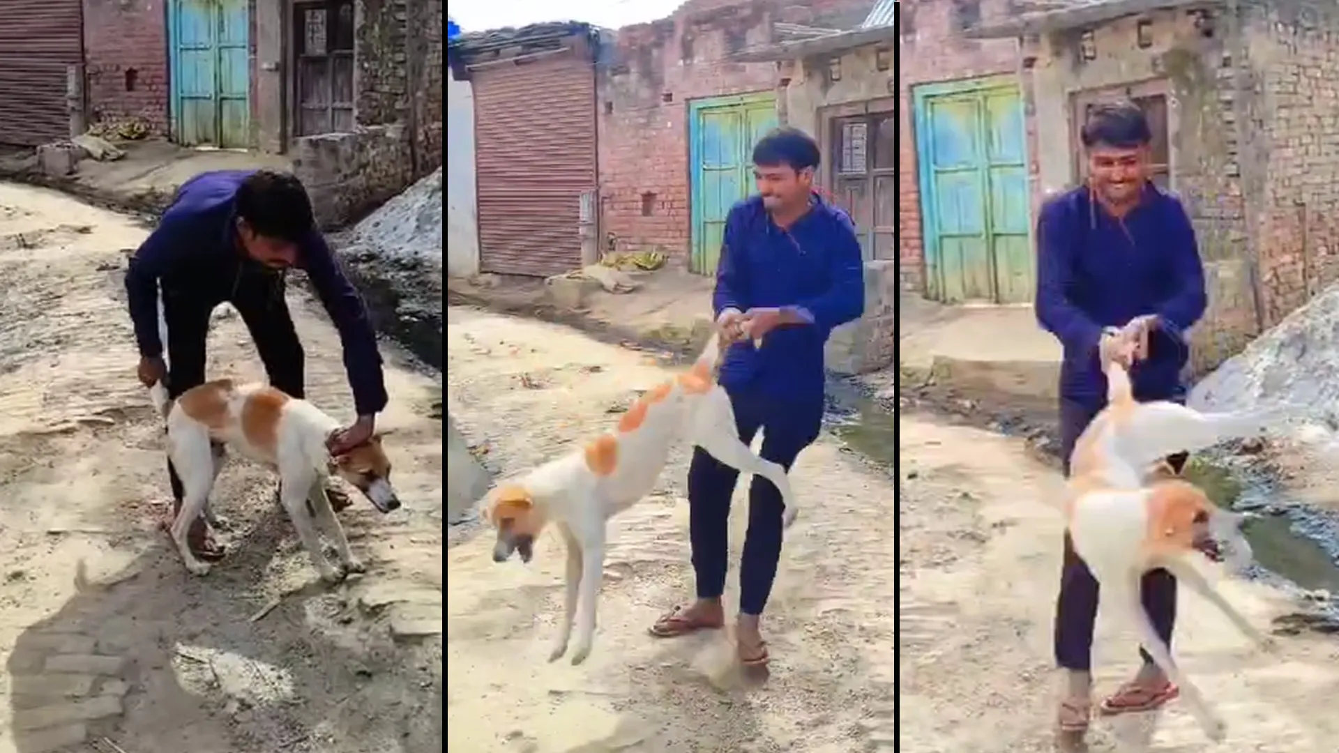 बदायूं: पशु क्रूरता...कुतिया और पिल्ले को मारने के मामले में रिपोर्ट दर्ज