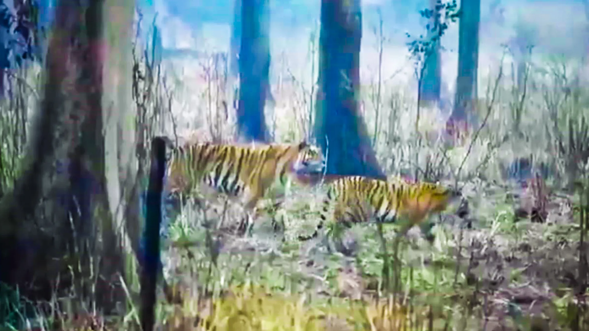लखीमपुर खीरी: शावकों के साथ बाघिन की चहलकदमी से पर्यटक रोमांचित