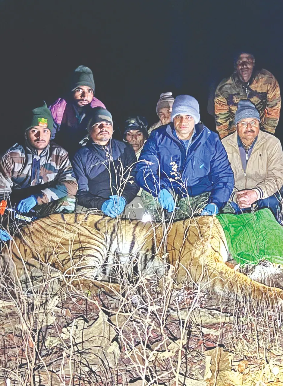 कॉर्बेट प्रशासन ने हमलावर बाघ को किया ट्रेंकुलाइज 