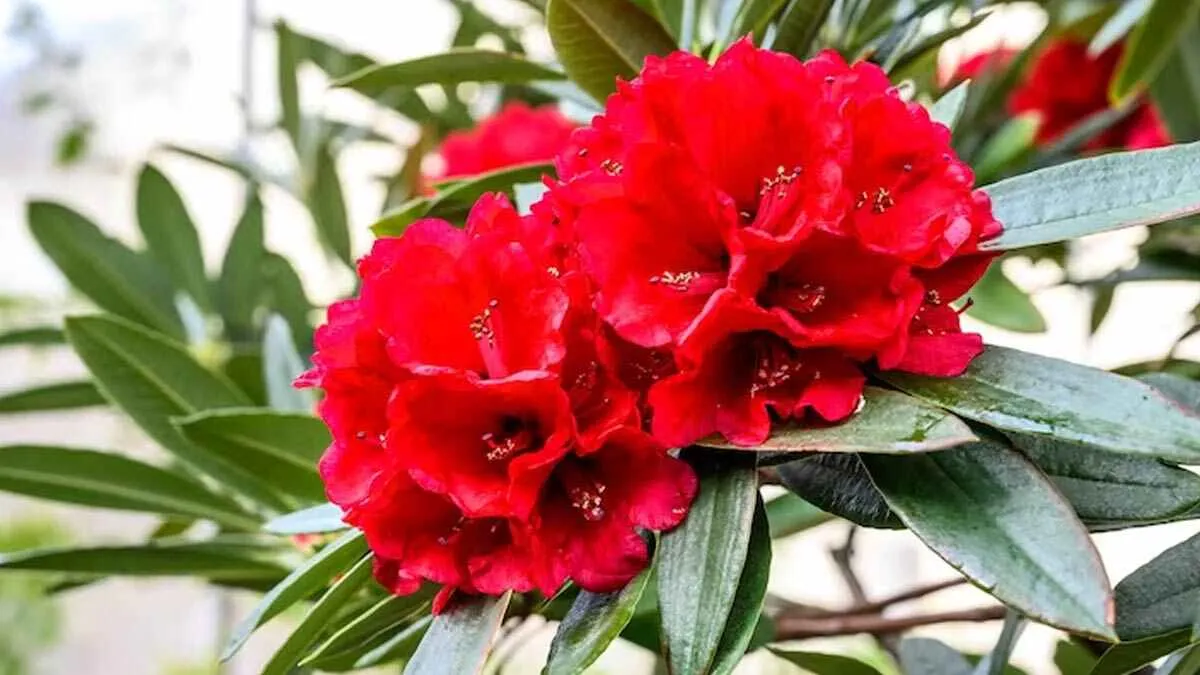 बुरांश के फूलों ने बढ़ाई प्राकृतिक सुंदरता, पर्यटकों का आकर्षण