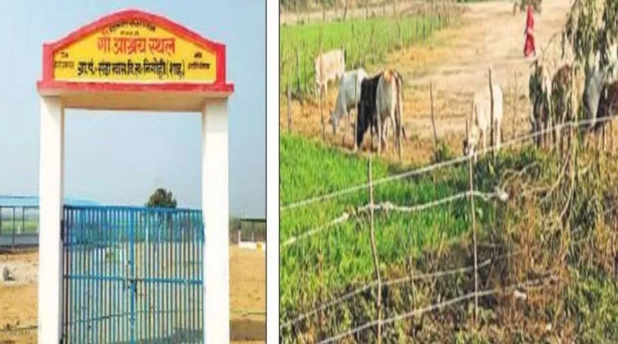 शाहजहांपुर: गोशाला खाली, खेतों में फसलों को चट कर रहे छुट्टा पशु