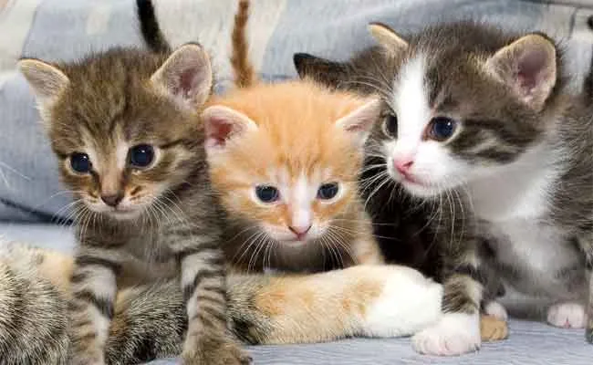 रसोई व भंडारगृह में कॉकरोच, चूहे की फीसेस...प्रोसेसिंग एरिया में बिल्लियां; कानपुर के इस होटल में खाद्य सुरक्षा टीम का छापा, अंदर का नजारा देख रह गए दंग