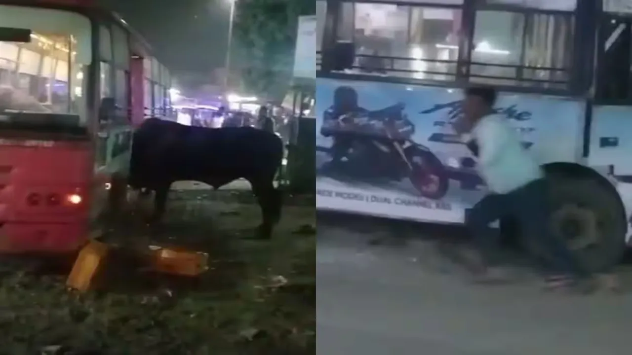OMG: बस में घुस गया सांड, सांसत में आ गई सवारियों की जान, मची चीख पुकार, देखें Video 