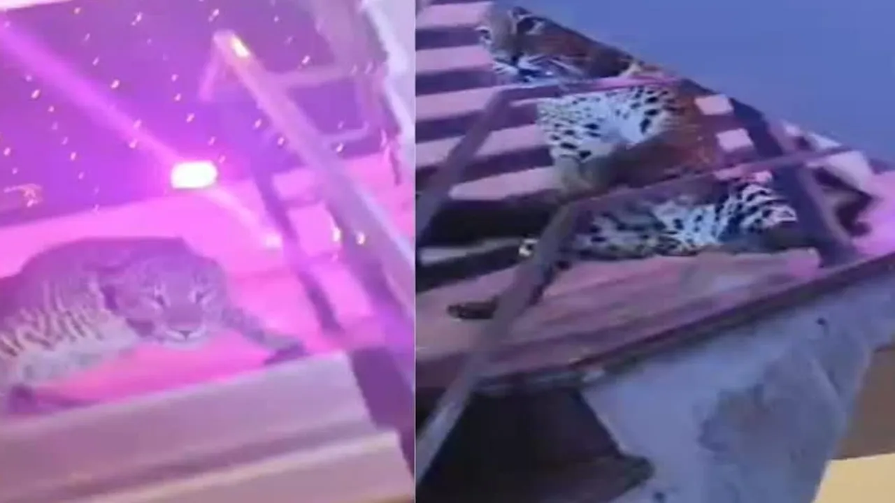 लखनऊ: शादी समारोह में घुसा तेंदुआ, दूल्हा-दुल्हन समेत सभी बाराती मंडप से भागे, वन विभाग ने किया रेस्क्यू