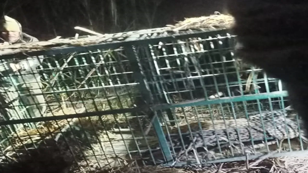 बहराइच: वन विभाग के पिंजरे में कैद हुआ तेंदुआ, ग्रामीणों ने ली राहत की सांस