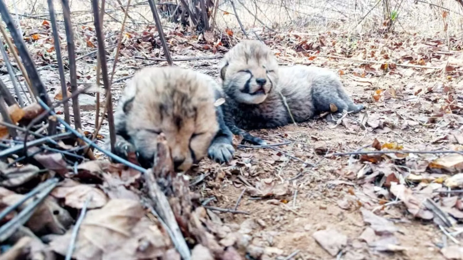 नन्हे चीता शावकों की किलकारी से फिर गूंजा कूनो, दो शावकों का जन्म 