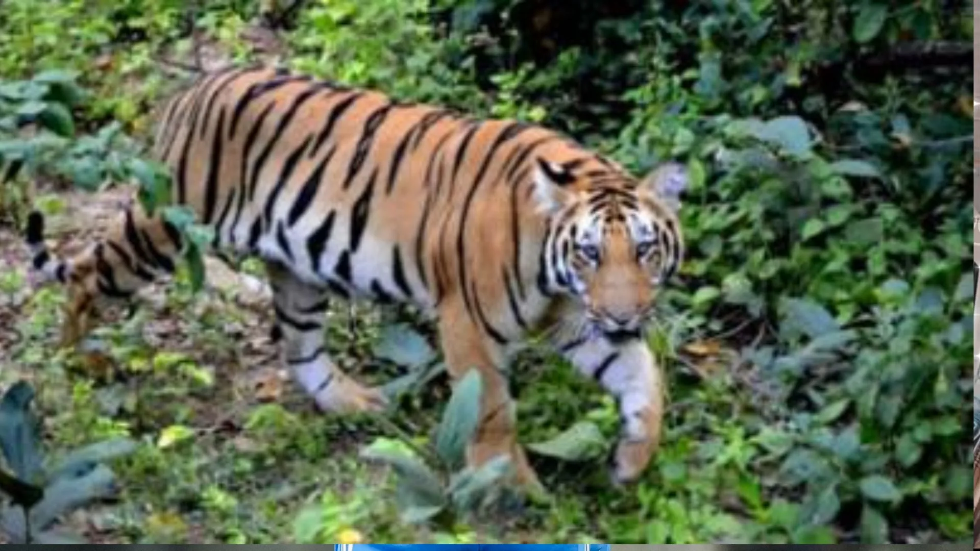 लखनऊ: 63 दिनों में 63 लाख रुपये खपाया, दो महीनों से बाघ ने वन विभाग को छकाया