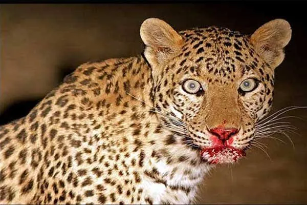 रामनगर में घास लेने गई युवती पर तेंदुए ने किया हमला