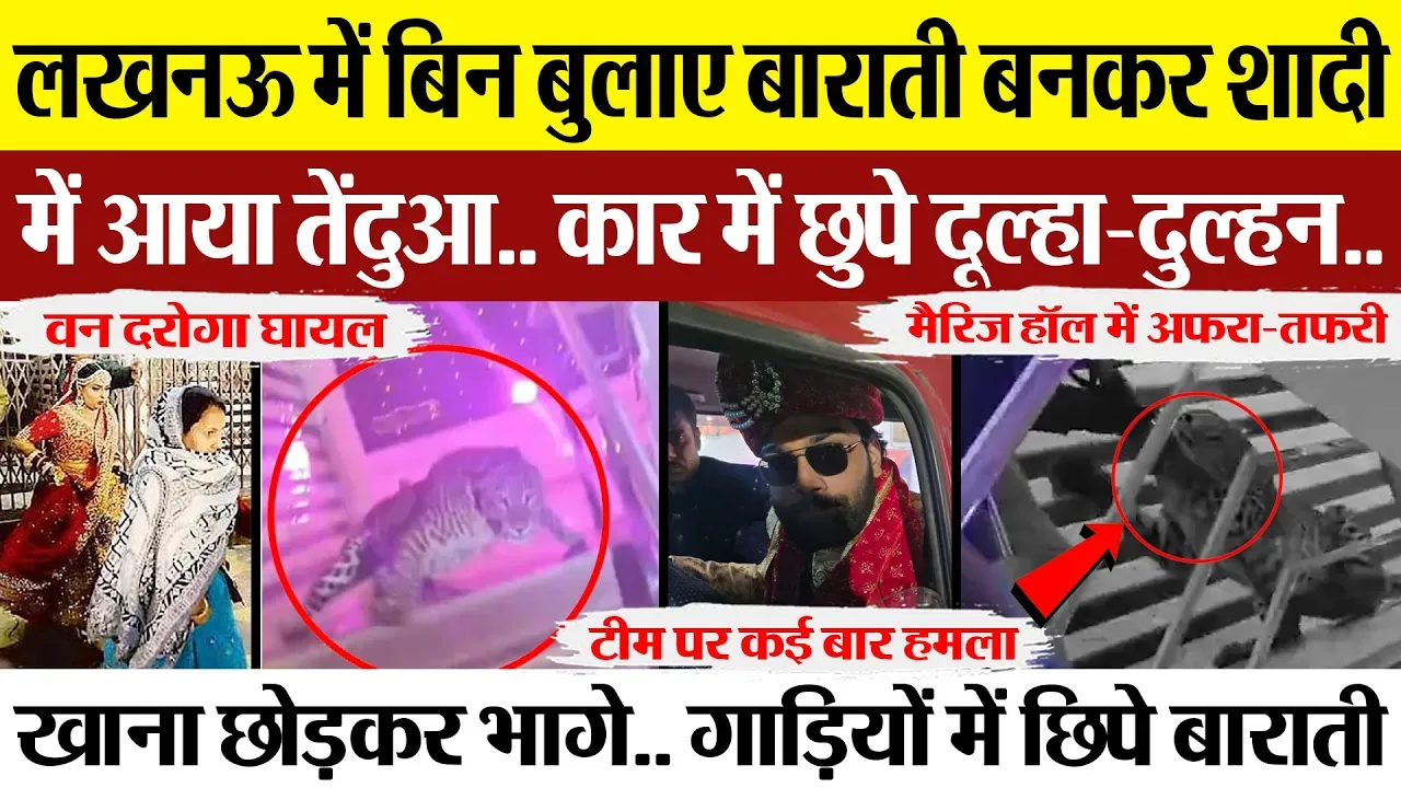 Lucknow News | लखनऊ में शादी में घुसा तेंदुआ.. भागे दूल्हा-दुल्हन, तेंदुए के हमले में वन दरोगा घायल