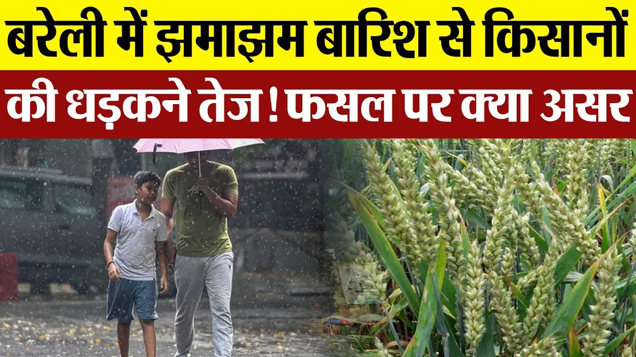 Bareilly News | बरेली में जमाझम बारिश। लखनऊ में हल्की फुहार। फसलों पर क्या होगा असर