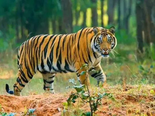 हमलावर बाघ को न पकड़ने पर फूटा ग्रामीणों का गुस्सा   