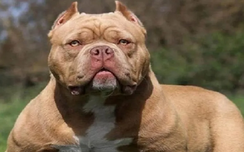 रामपुर : मुख्यमंत्री तक पहुंचा पिटबुल के काटने का मामला, पुलिस ने दर्ज नहीं की रिपोर्ट 