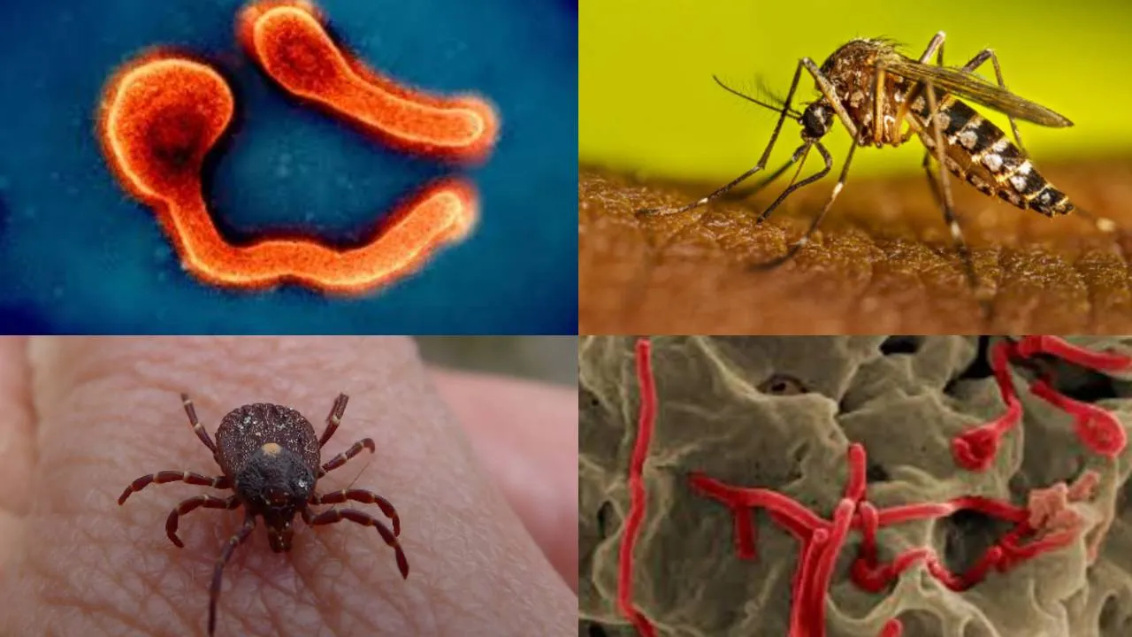 डेंगू ही नहीं 20 तरह के वायरस कम करते हैं प्लेटलेट्स