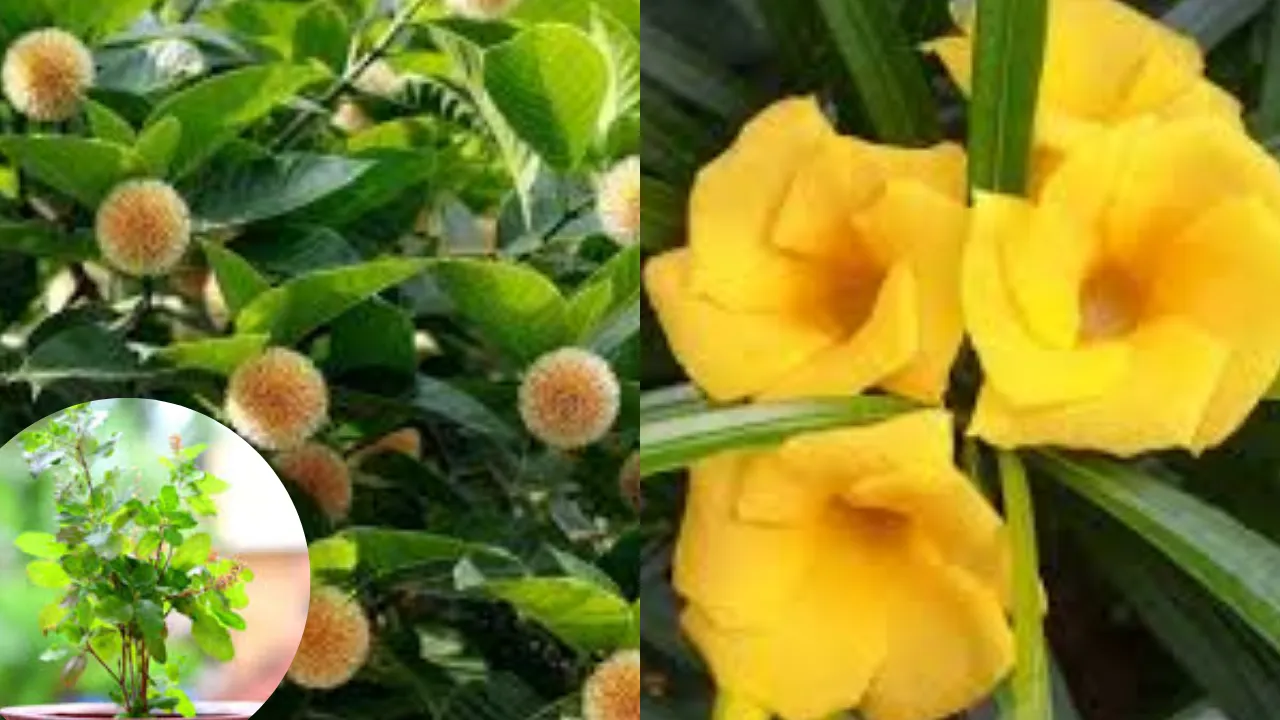 माघ पूर्णिमा के दिन लगाएं ये पौधे, घर में मां लक्ष्मी का होगा वास, होगी धन वर्षा