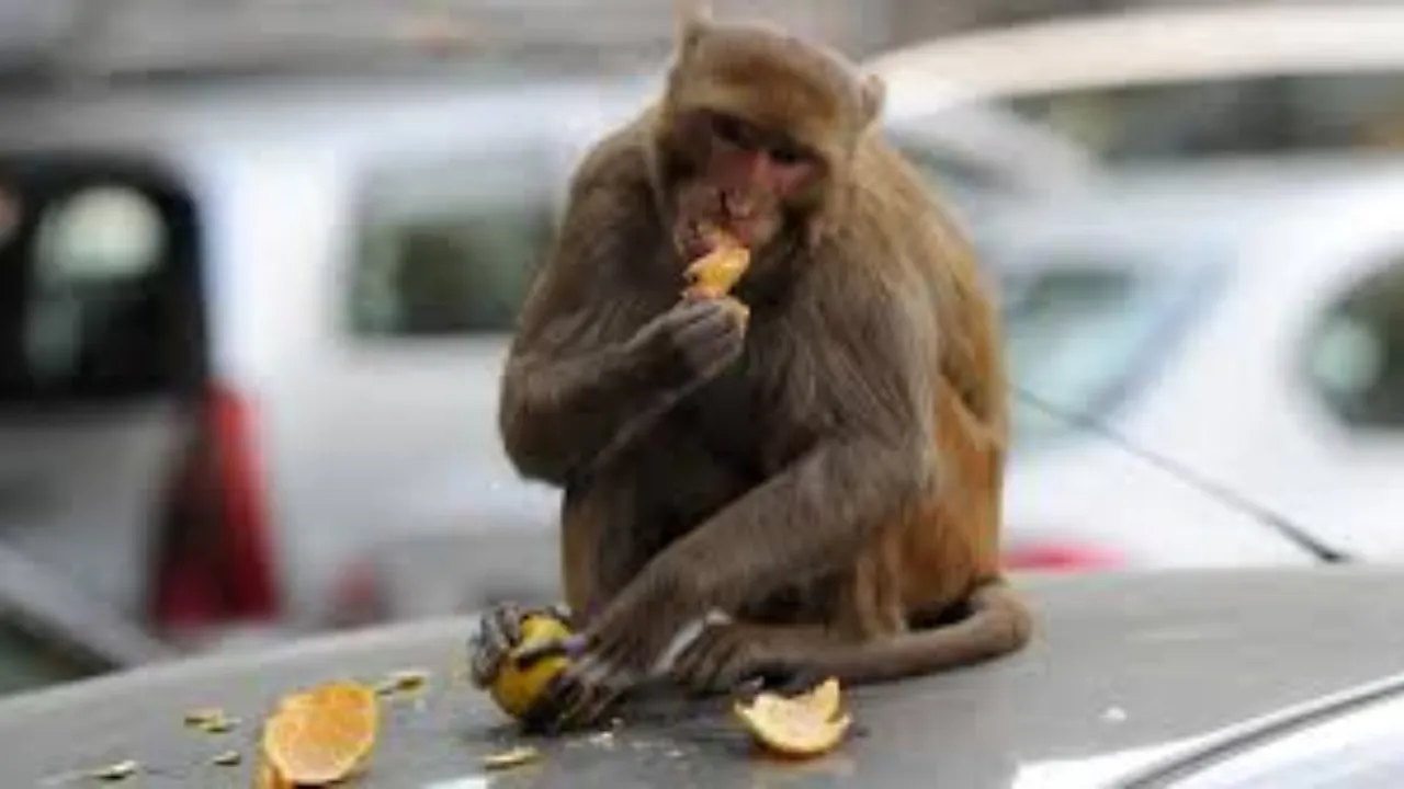 लखनऊ में बंदरों का आतंक, युवक ने छत से लगाई छलांग