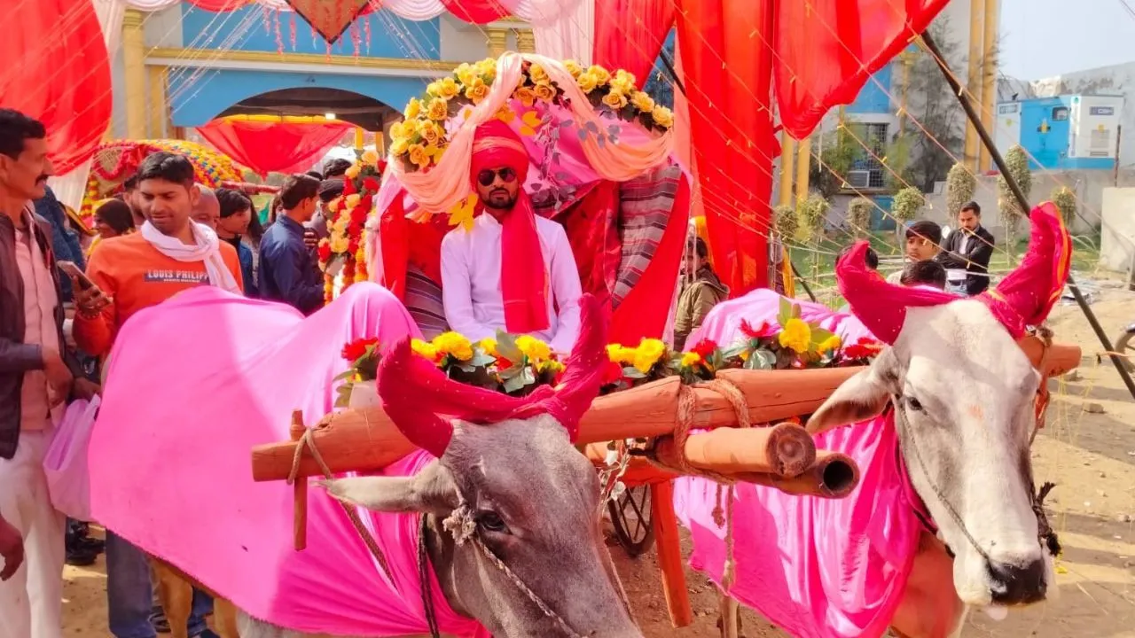हमीरपुर में दूल्हे ने अनोखे तरीके से दुल्हन को कराया विदा: फूल बरसाते रहे लोग, Car की तरह सजाई भी गई बैलगाड़ी...