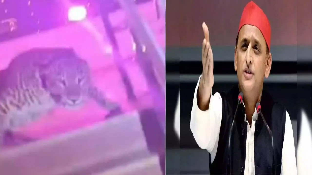 शादी समारोह में घुसा तेंदुआ तो अखिलेश ने बोला हमला, तेंदुआ नहीं ‘ओवरसाइज बिल्ला’ था, कहकर घटना पर पर्दा डाल देगी सरकार