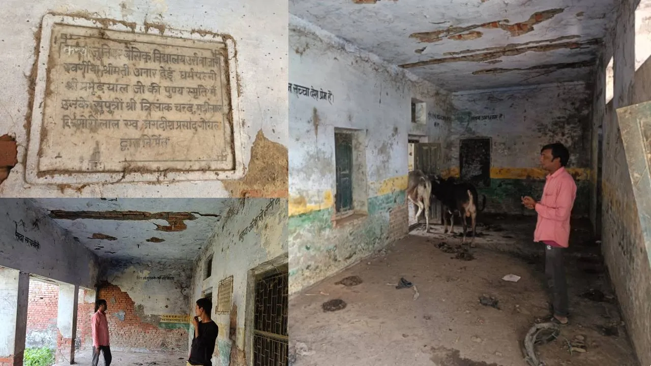बहराइच: पहले होती थी यहां पढ़ाई, अब बन गया चारागह, टहल रहे मवेशी, पढ़ने के लिए 2 किमी जाने को मजबूर मसूम बच्चे   