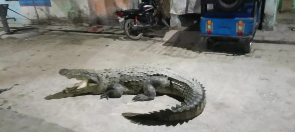 कासगंज की इस कॉलोनी में आ गया मगरमच्छ, देखकर लोगों के उड़े होश