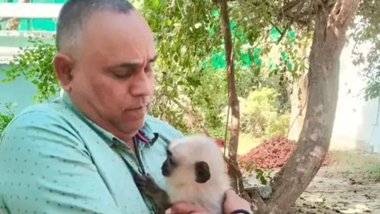 कानपुर प्राणि उद्यान में हनु की हो रही विशेष देखभाल: चिड़ियाघर गेट पर पिंजड़ा सहित छोड़ गया था कोई 