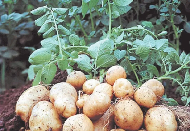 Moradabad News : मौसम अनुकूल रहने से इस वर्ष मुरादाबाद मंडल में आलू की पैदावार बढ़ने की संभावना