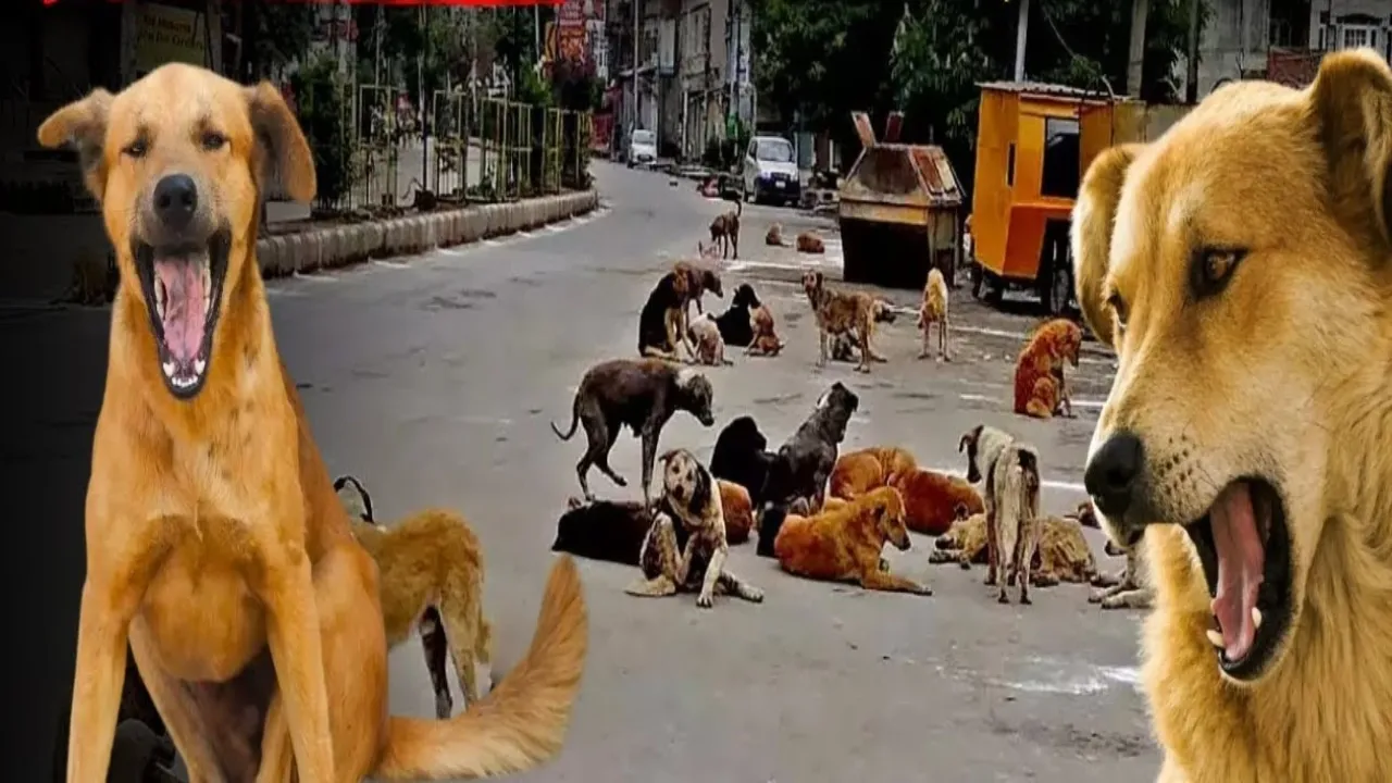Barabanki News : आवारा कुत्तों फिर किया हमला, मदरसा छात्र घायल