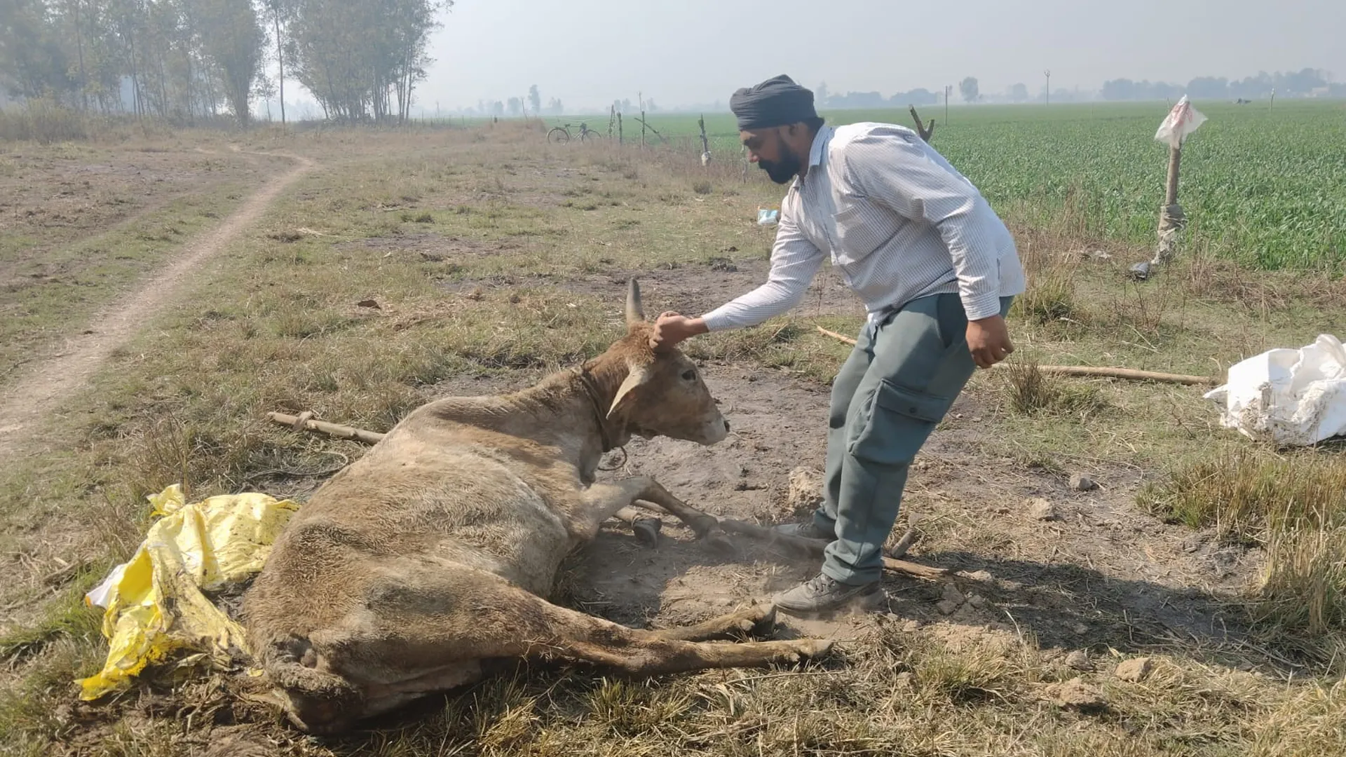 शाहजहांपुर: घायल गाय को कुत्तों ने नोचा, कई घंटे तड़पने के बाद आखिरकार तोड़ा दम