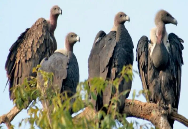 Moradabad News : पर्यावरण को शुद्ध बनाने वाले गिद्धों की प्रजातियां हुईं विलुप्त, पशुओं को दी जाने वाली डाइक्लोफेनॉक दवा बनी जहर
