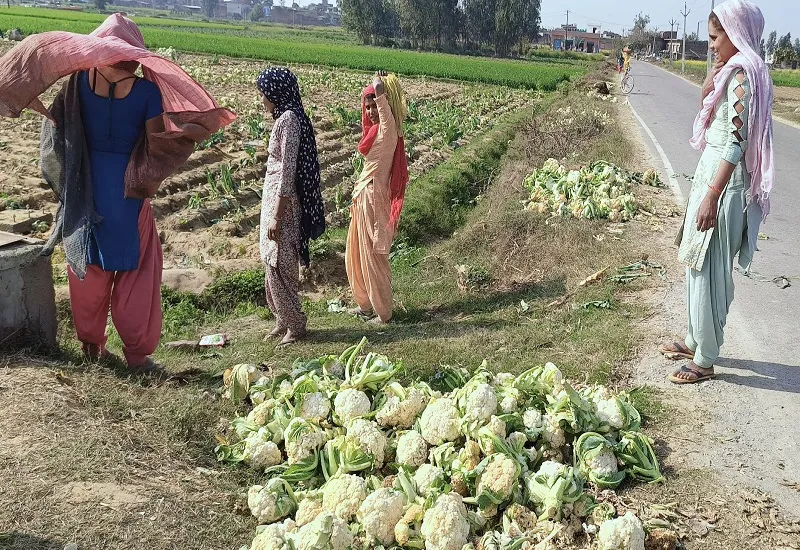 संभल : गोभी के नहीं मिल रहे खरीदार, पशुओं को खिला रहे किसान