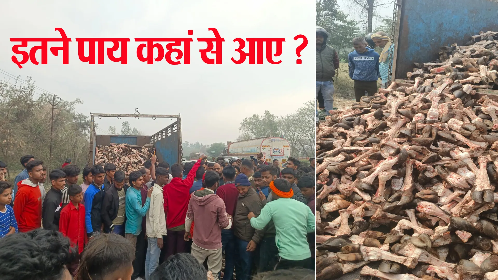 Bareilly: पिकअप टकराई तो खुली पोल...सड़क पर बिखरे पशुओं के हजारों कटे पैर! हिंदू संगठनों में आक्रोश