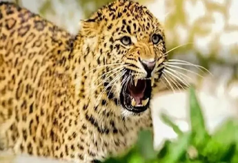 बिजनौर : गांगन नदी के पुल पर ट्रेन से कटकर गुलदार की मौत, धड़ से अलग हो गई गर्दन 