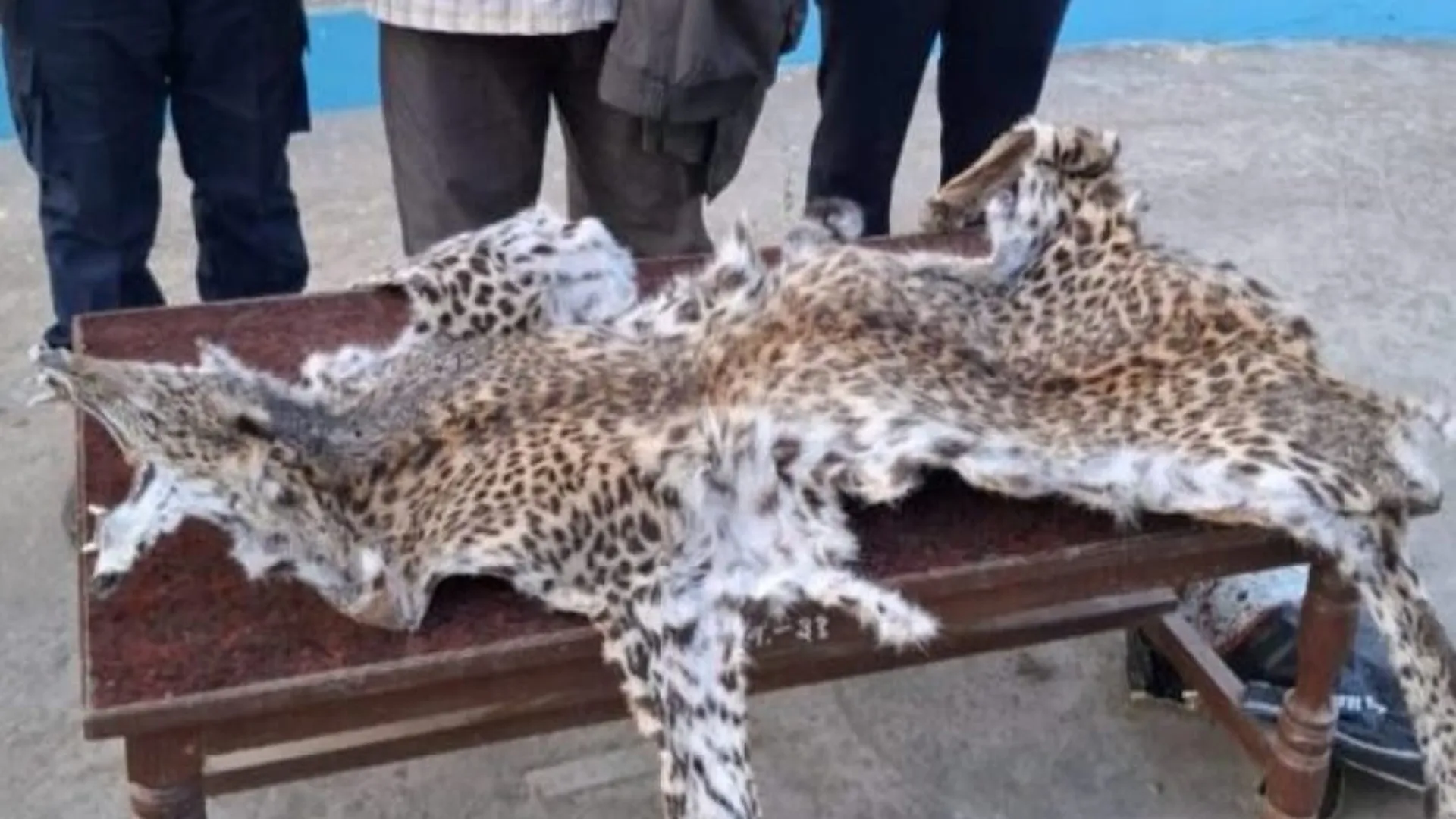 लखीमपुर खीरी: डीटीआर सीमा के नजदीक नेपाल पुलिस ने युवक से तेंदुए की खाल की बरामद