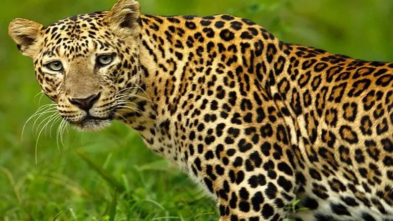 सीतापुर : जंगल में मिला तेंदुए का शव, मचा हड़कंप