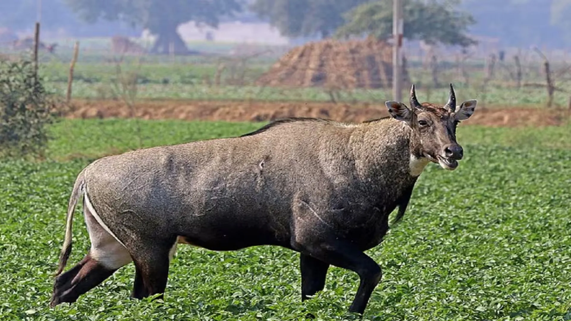 लखीमपुर खीरी: नीलगाय का मांस, बारहसिंगा की सींग बरामद, चार महिलाएं गिरफ्तार 