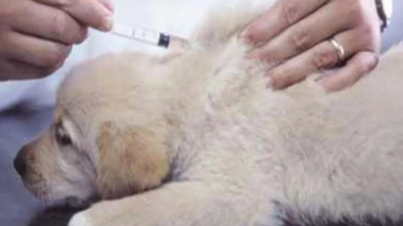 Kanpur: टहलाने ले जाएं तो दूसरे कुत्तों से रखें दूर, संपर्क में आने से डॉग्स में पारवो वायरस होने का खतरा