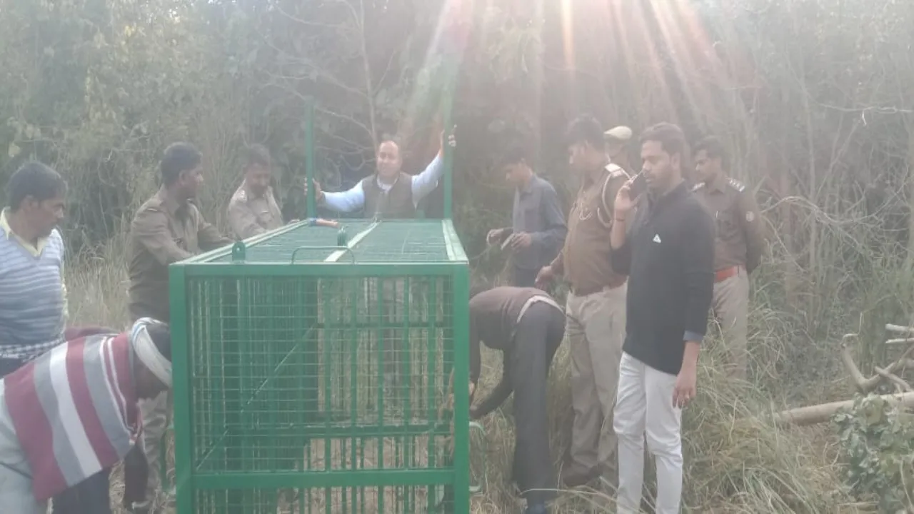 Lucknow News : टाइगर जिंदा है...17वां शिकार करने के बाद भूखा घूम रहा बाघ