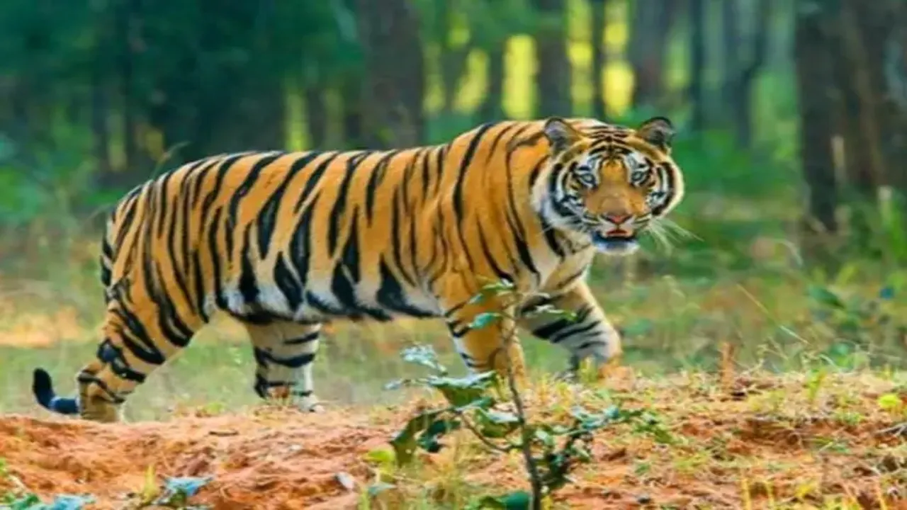 Lucknow Tiger News  :  70 दिन से पिंजरा कर रहा इंतजार, 19वें शिकार को बाघ बेकरार