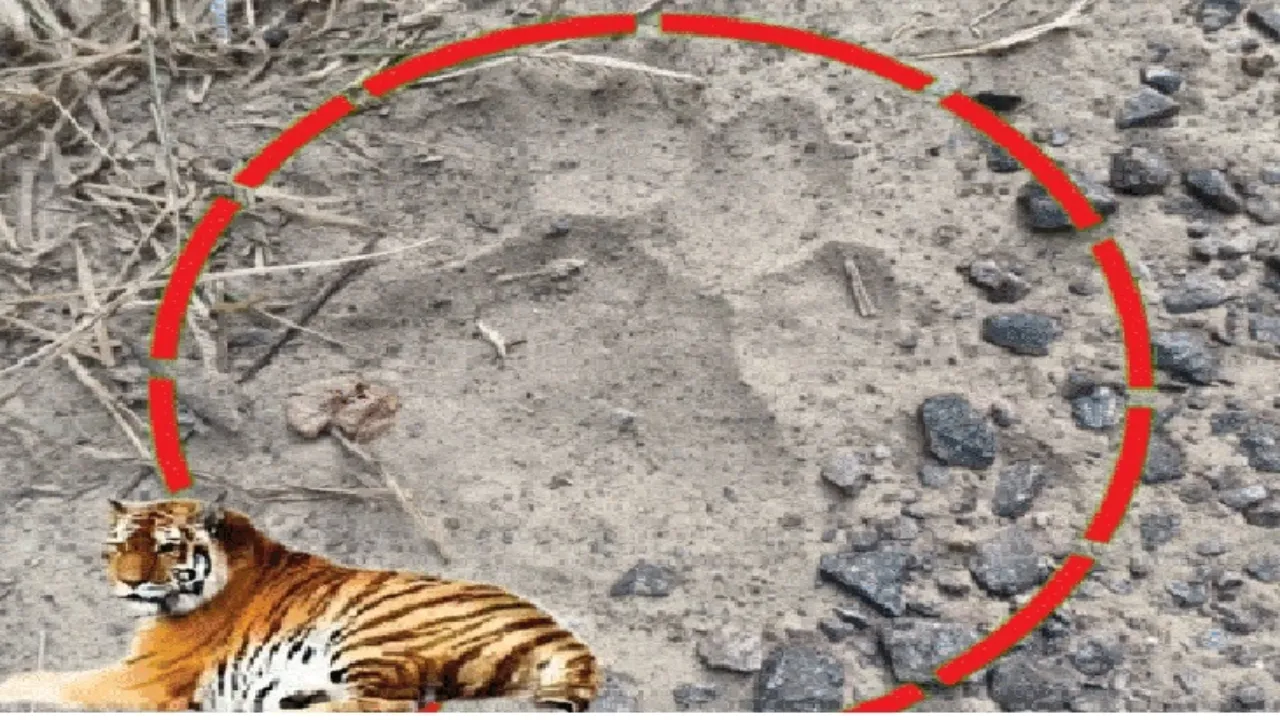 Wanted Tiger: 40 बीघे के घने जंगल में 60 दिनों से वन विभाग को गच्चा दे रहा बाघ 