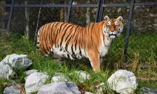 15 वर्षों से नैनीताल जू की शान बनी रानी अब नहीं रही 