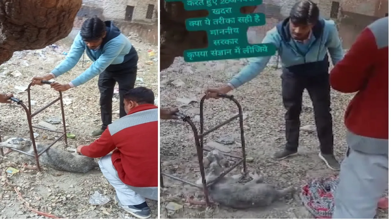 बीमार पशुओं का इलाज