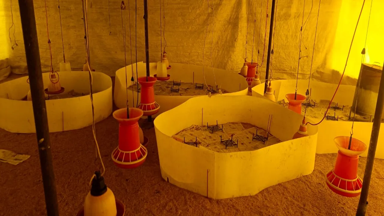 Bird Flu को लेकर मुर्गी फार्मों पर अलर्ट : 11 ब्लाकों में जांच के लिए उतरेगी 90 टीमें, दक्षिण भारत के राज्यों में पाए गए हैं बर्ड फ्लू के मामले 