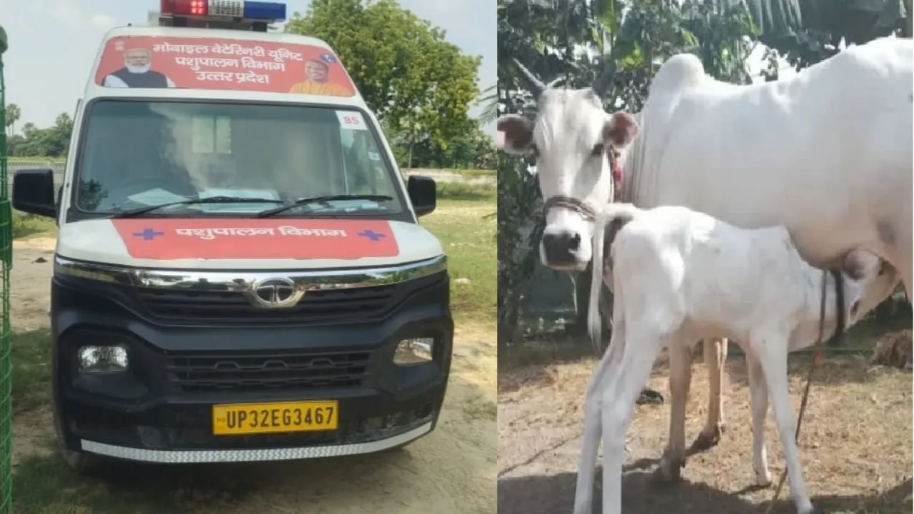 veterinary doctor ambulance 1962 : बिना डॉक्टर के पशुओं का इलाज कर रहे MTP, बीमार बेजुबानों के स्वास्थ्य से खिलवाड़ कर रहा विभाग