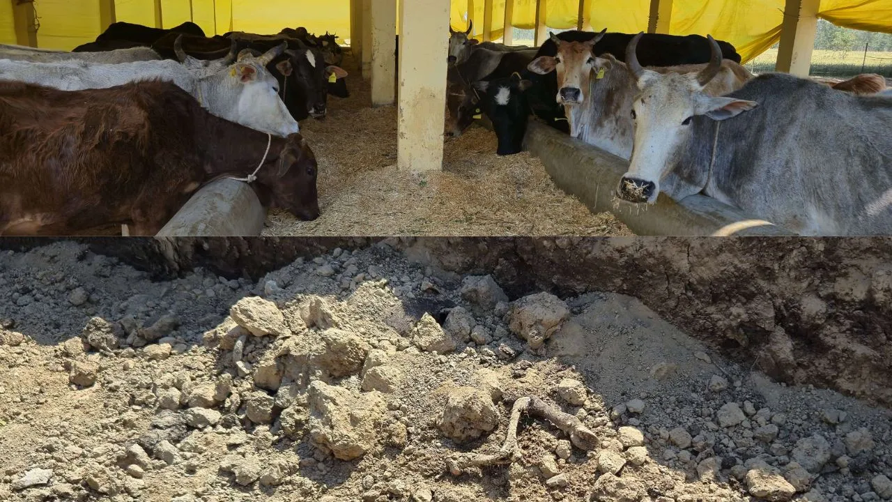 पीलीभीत: गोशाला में गड्ढों में सड़ रहे गोवंश के शव, जिम्मेदारों ने मिट्टी से पाटने की भी नहीं ली सुध