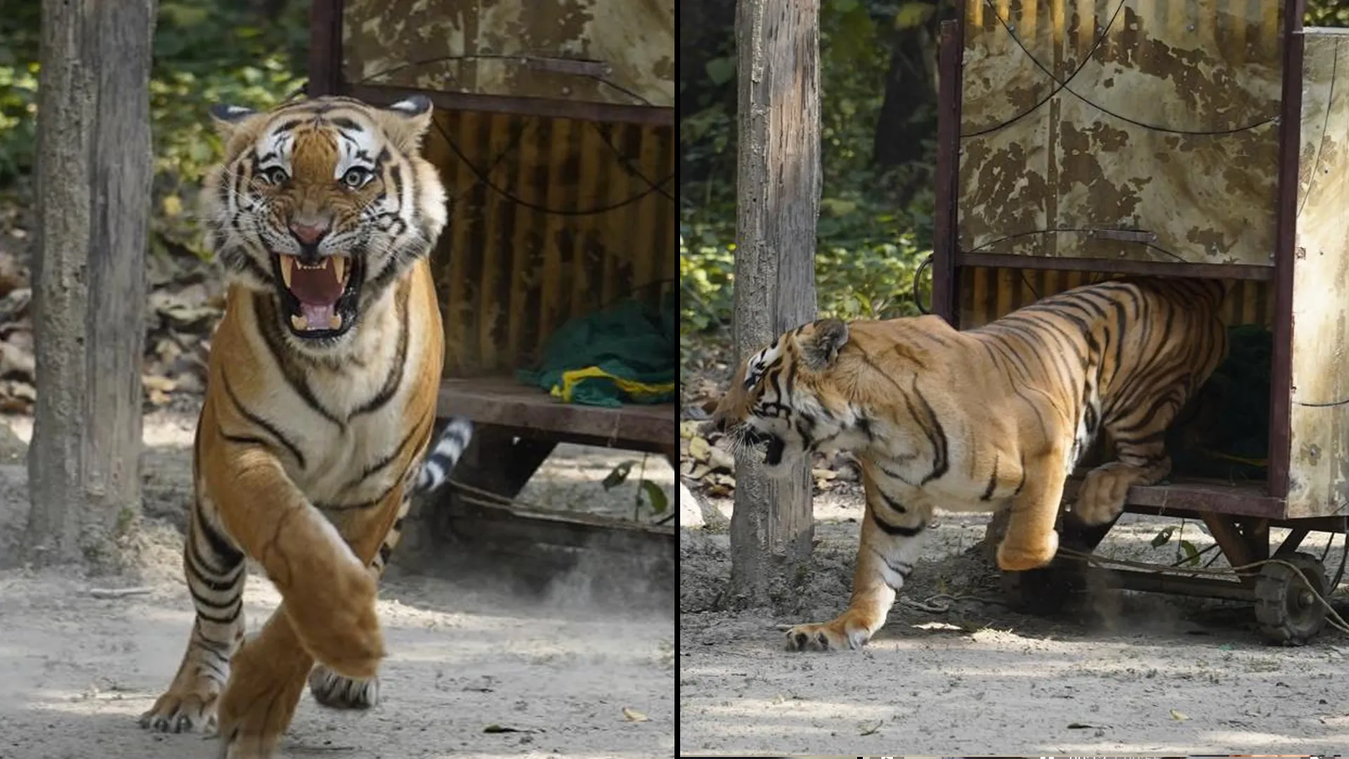 लखीमपुर खीरी : लखनऊ से पकड़ा गया बाघ दुधवा में छोड़ा, पिंजड़े से निकलते ही भागा जंगल में हुआ लापता