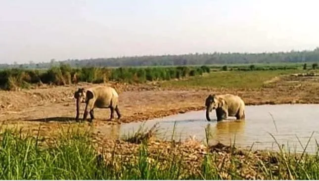 पीलीभीत: तीन और नेपाली हाथियों ने पीटीआर में दी दस्तक, वनकर्मियों की खोजबीन जारी
