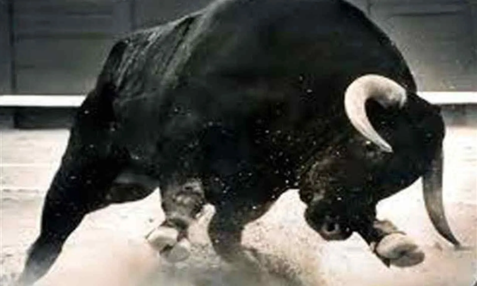 लखीमपुर खीरी: मंडी में छुट्टा पशुओं के हमले में बुजुर्ग की मौत, परिवार में छाया मातम