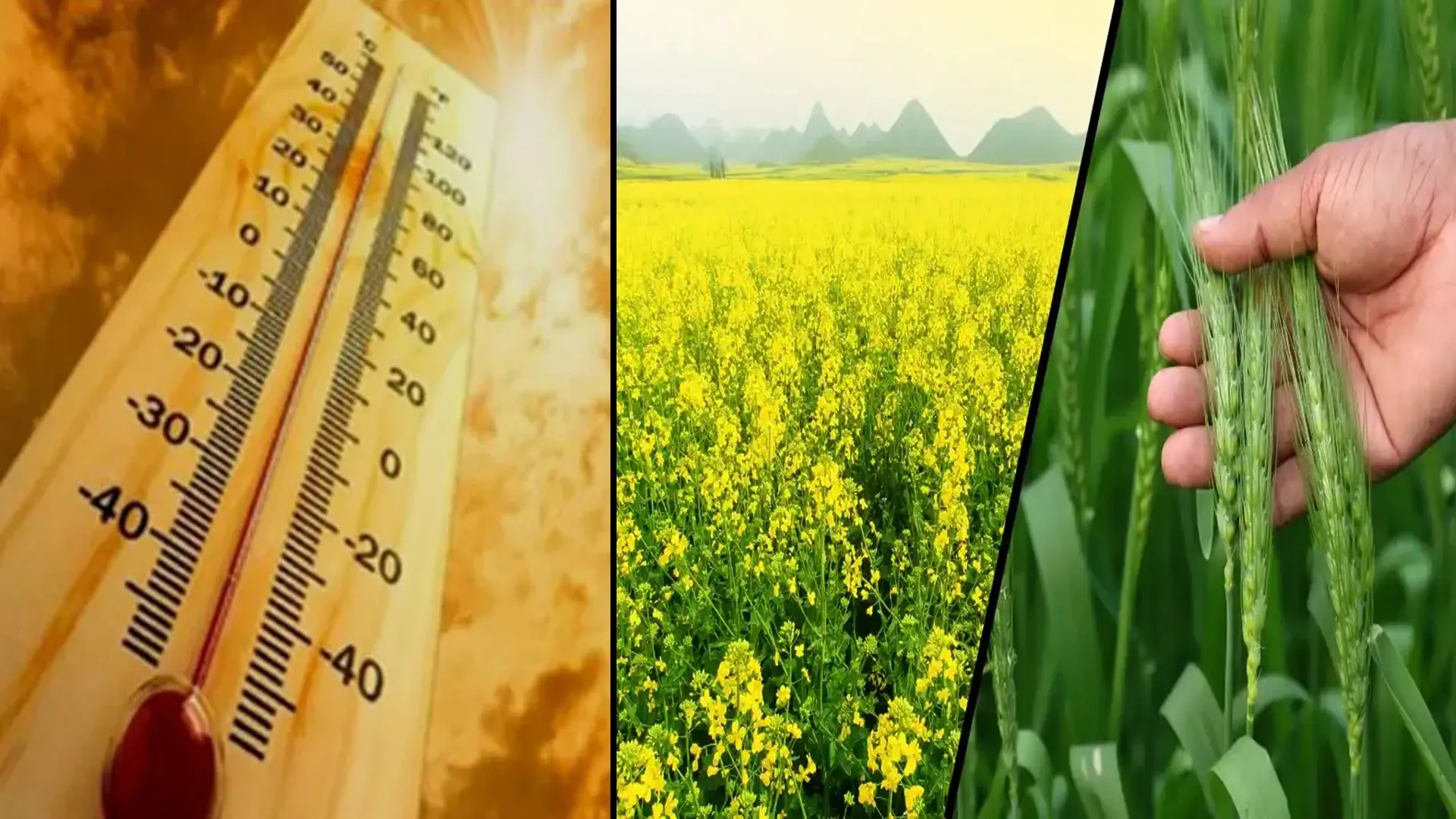 Bareilly: बढ़ती गर्मी प्रभावित करेगी गेहूं और सरसों की पैदावार! किसान करें ये काम...