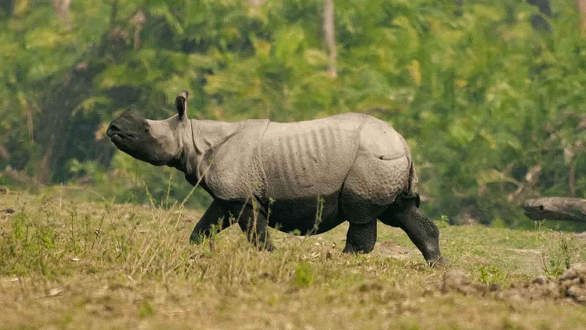 पीलीभीत: गैंडा परियोजना का तय होगा भविष्य, आएगी सिक्योरिटी आडिट टीम