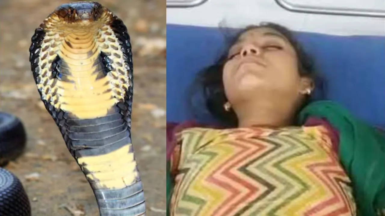 नाग-नागिन की अजब-गजब प्रेम कहानी, चार साल में 13 बार डसा.... फिर भी मौत को टक्कर देकर आ जाती है मोहब्बत 